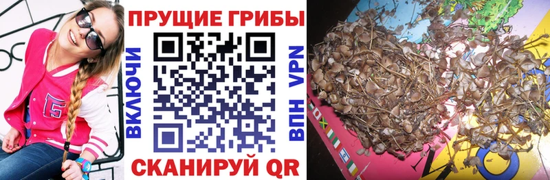 где продают   Шелехов  Псилоцибиновые грибы MAGIC MUSHROOMS 